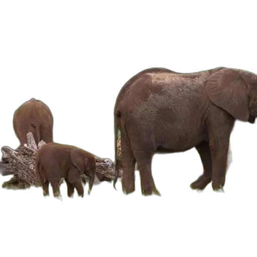 animal, creature, staff, weapon, concept art, 3d render, photorealistic, family transparent PNG cut-out