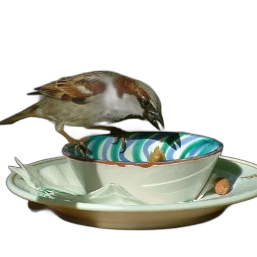 food, jewelry, animal, 3d render, photorealistic, earth tones, bird, perches transparent PNG cut-out