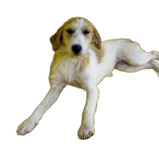 animal, staff, creature, photorealistic, 3d render, pixel art, oil painting, white transparent PNG cut-out