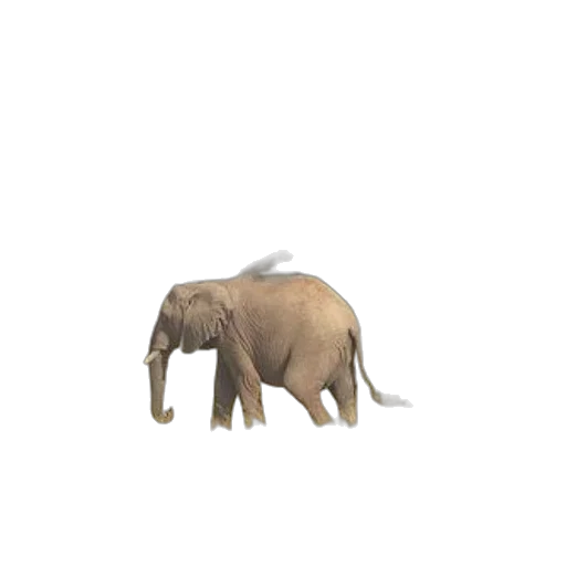 animal, creature, hat, staff, 3d render, concept art, pixel art, photorealistic transparent PNG cut-out