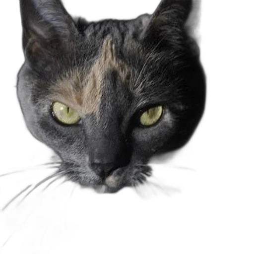 animal, face, creature, mask, photorealistic, 3d render, concept art, fantasy art transparent PNG cut-out