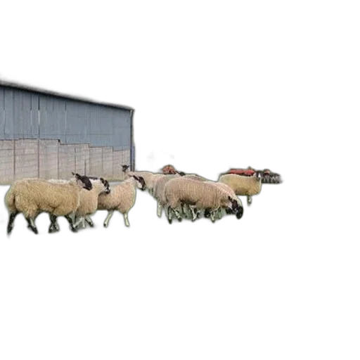 animal, 3d render, photorealistic, concept art, herd, sheep, grazing, green transparent PNG cut-out