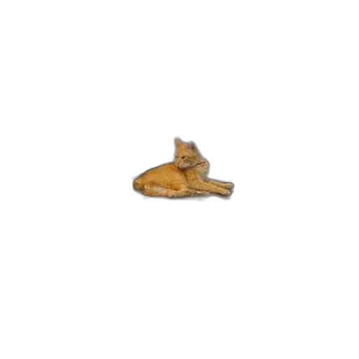 shoes, jewelry, hat, furniture, 3d render, ginger, cat, lounges transparent PNG cut-out