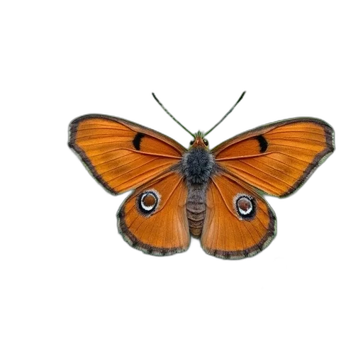 animal, creature, staff, jewelry, photorealistic, 3d render, concept art, watercolor transparent PNG cut-out