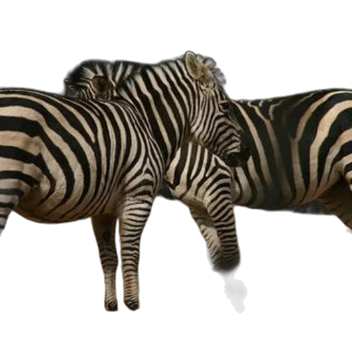 animal, furniture, creature, 3d render, concept art, photorealistic, fantasy art, monochrome transparent PNG cut-out