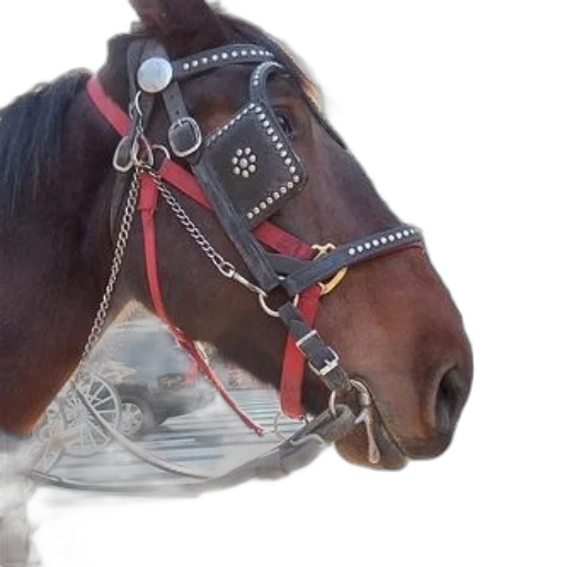 animal, jewelry, hair, creature, photorealistic, 3d render, horse, wearing transparent PNG cut-out