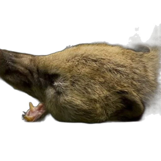 animal, creature, food, staff transparent PNG cut-out