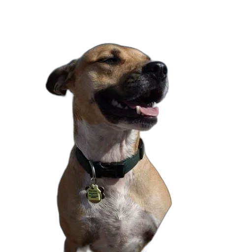 animal, staff, creature, face transparent PNG cut-out
