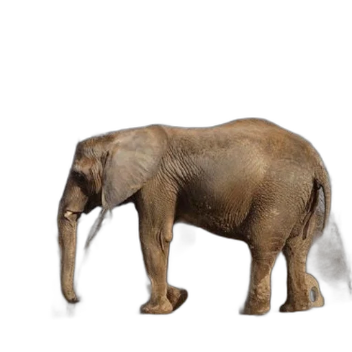 animal, creature, staff, weapon, 3d render, photorealistic, concept art, majestic transparent PNG cut-out