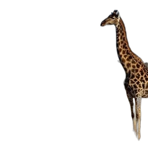 animal, creature, staff, umbrella, 3d render, concept art, photorealistic, giraffes transparent PNG cut-out