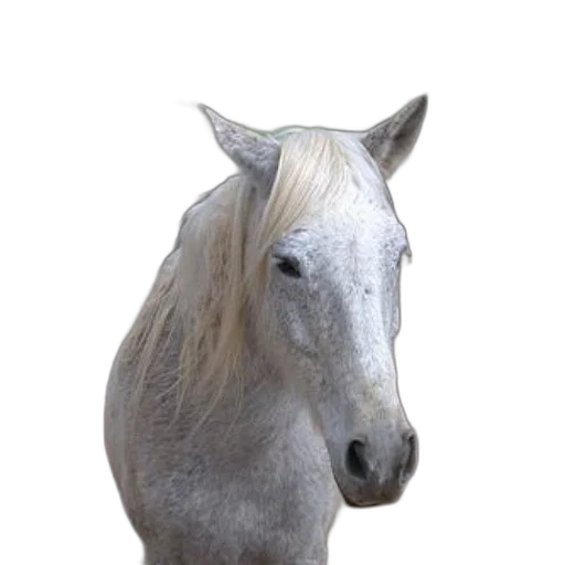 animal, creature, staff, face, photorealistic, 3d render, concept art, fantasy art transparent PNG cut-out