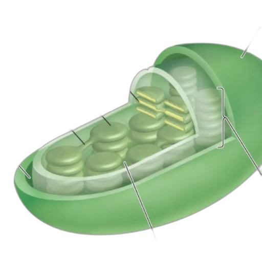 shoes, bottle, crown, weapon, 3d render, concept art, photorealistic, green transparent PNG cut-out