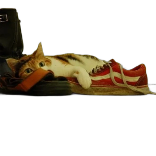 shoes, hat, animal, crown, photorealistic, curious, orange, white transparent PNG cut-out