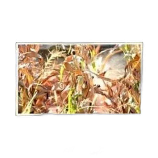 flower, dragon, food, animal, photorealistic, oil painting, 3d render, earth tones transparent PNG cut-out
