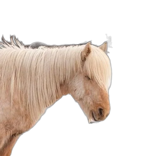 hair, animal, creature, crown transparent PNG cut-out