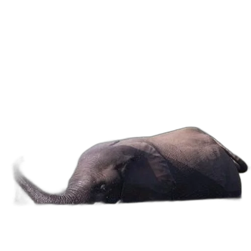 animal, creature, hat, dragon, photorealistic, 3d render, concept art, elephant transparent PNG cut-out