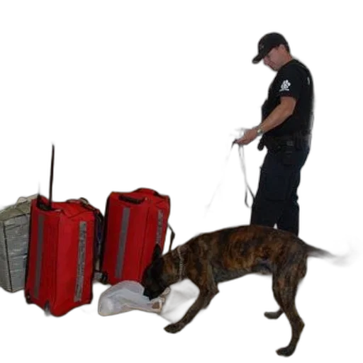 staff, police, officer, dog, inspecting, luggage, airport transparent PNG cut-out