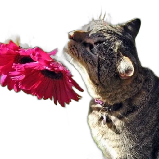 flower, animal, staff, creature, photorealistic, curious, cat, sniffs transparent PNG cut-out