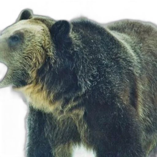 animal, creature, photorealistic, brown, bear, stands, snow, mouth transparent PNG cut-out