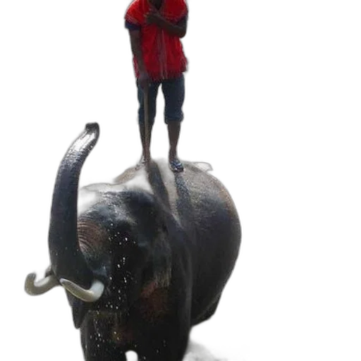 animal, creature, mask, hat, 3d render, concept art, photorealistic, underwater transparent PNG cut-out