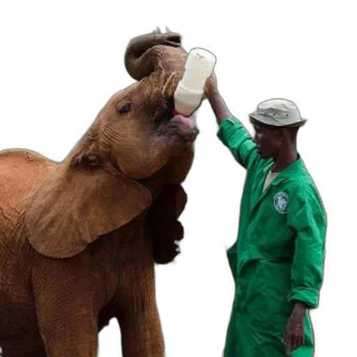 animal, young, elephant, being, fed, bottle, person, green transparent PNG cut-out