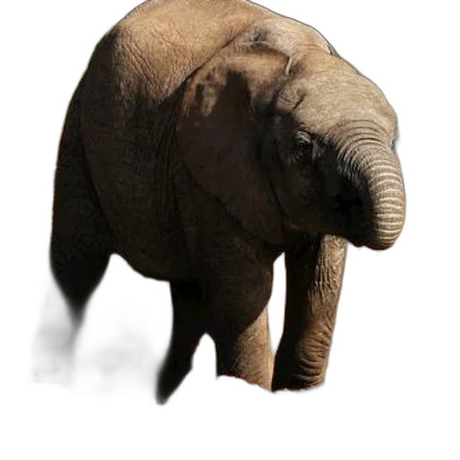 animal, creature, face, staff, photorealistic, 3d render, concept art, pixel art transparent PNG cut-out
