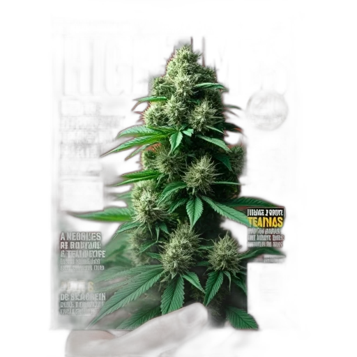 tree, 3d render, green, magazine, cover, titled, high, times transparent PNG cut-out