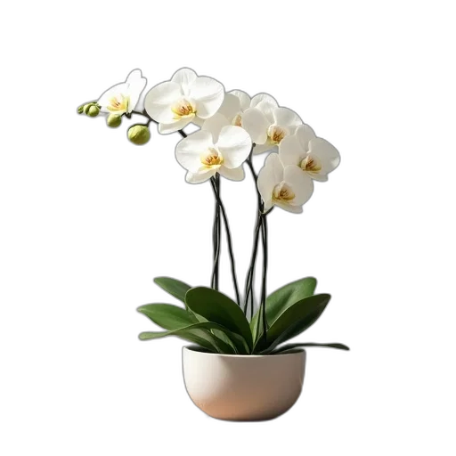flower, crown, jewelry, staff, photorealistic, 3d render, monochrome, white transparent PNG cut-out