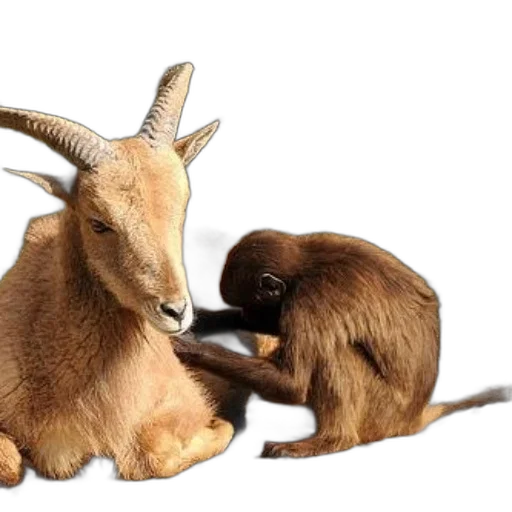 animal, monkey, goat, sit, together, stone, surface, grooming transparent PNG cut-out