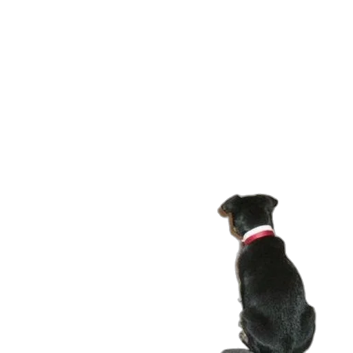 animal, staff, creature, robot, 3d render, photorealistic, concept art, fog transparent PNG cut-out