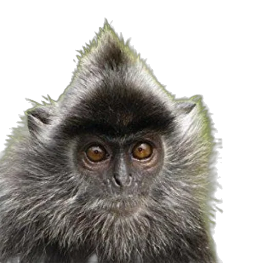 animal, staff, creature, mask, photorealistic, 3d render, concept art, book transparent PNG cut-out