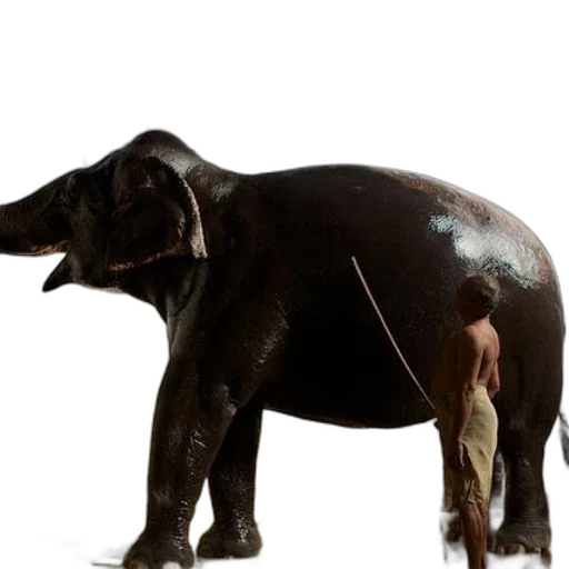 animal, creature, staff, dragon transparent PNG cut-out