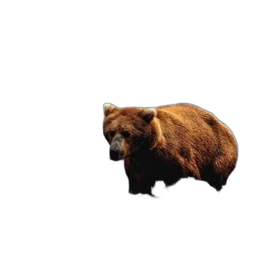 animal, creature, face, hat, brown, bear, wades, through transparent PNG cut-out