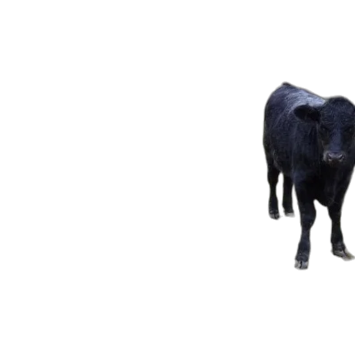 animal, creature, food, face, 3d render, photorealistic, concept art, pixel art transparent PNG cut-out