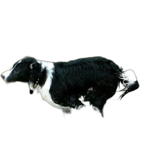 animal, hair, creature, staff, photorealistic, 3d render, concept art, oil painting transparent PNG cut-out