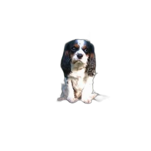 staff, animal, creature, face, photorealistic, pixel art, 3d render, oil painting transparent PNG cut-out
