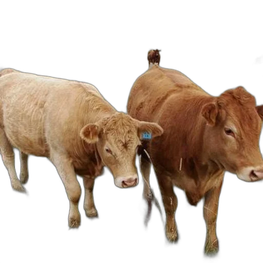 animal, food, photorealistic, concept art, 3d render, two, cows, stand transparent PNG cut-out