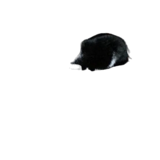 hat, animal, hair, creature, photorealistic, 3d render, pixel art, concept art transparent PNG cut-out