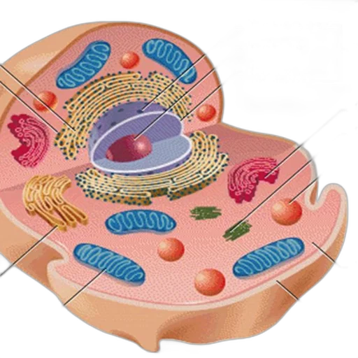 food, jewelry, weapon, detailed, diagram, cell, nucleus, labeled transparent PNG cut-out