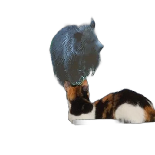 animal, creature, shoes, food transparent PNG cut-out