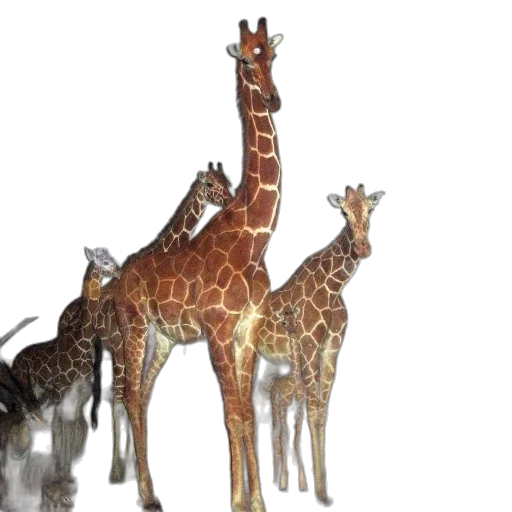 animal, creature, staff, 3d render, concept art, photorealistic, group, giraffes transparent PNG cut-out