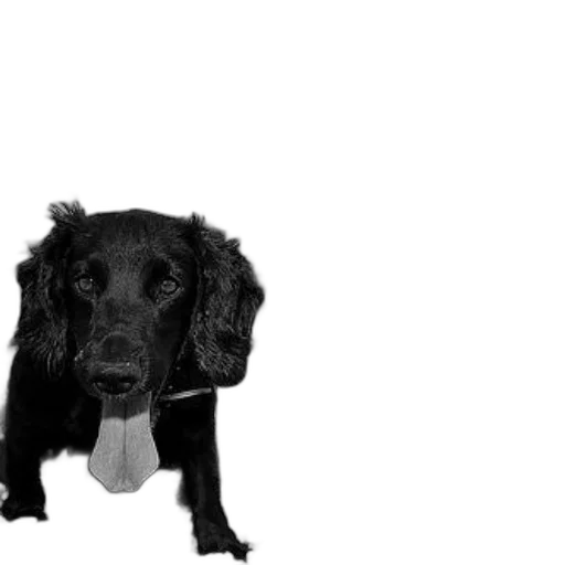 animal, creature, staff, face, photorealistic, 3d render, black, white transparent PNG cut-out