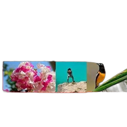 flower, jewelry, sword, umbrella, photorealistic, 3d render, underwater, travel transparent PNG cut-out