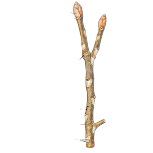 staff, tree, weapon, jewelry, 3d render, concept art, photorealistic, labeled transparent PNG cut-out