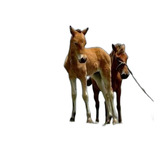 animal, staff, weapon, creature, concept art, 3d render, photorealistic, two transparent PNG cut-out