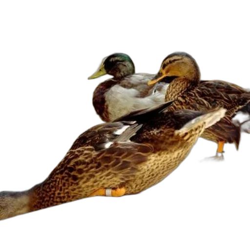 animal, jewelry, weapon, photorealistic, 3d render, concept art, three, ducks transparent PNG cut-out