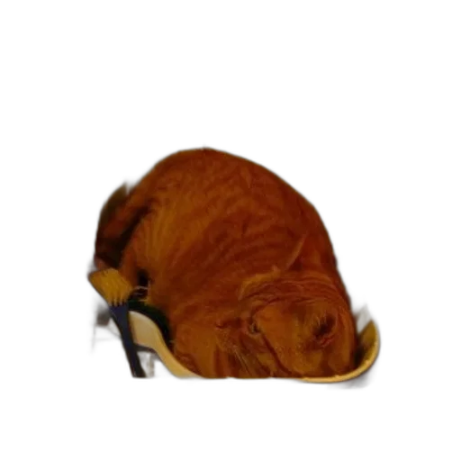 shoes, animal, hair, hat, photorealistic, concept art, 3d render, pixel art transparent PNG cut-out