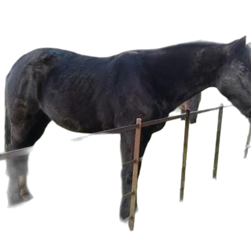 staff, animal, furniture, jewelry, 3d render, photorealistic, concept art, black transparent PNG cut-out