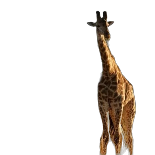 animal, creature, staff, weapon, concept art, 3d render, photorealistic, pixel art transparent PNG cut-out