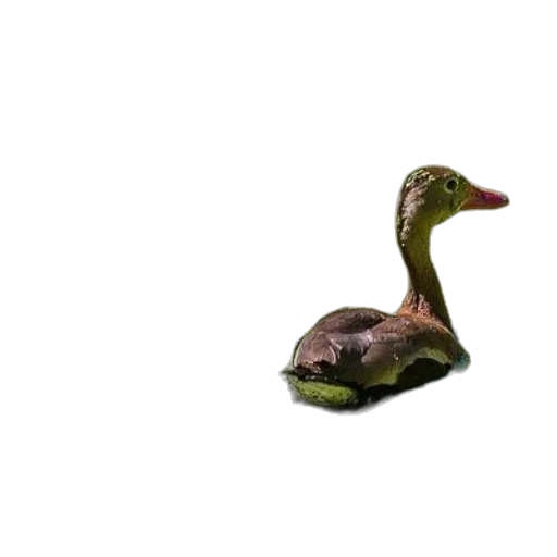 animal, creature, dragon, jewelry, 3d render, photorealistic, concept art, watercolor transparent PNG cut-out